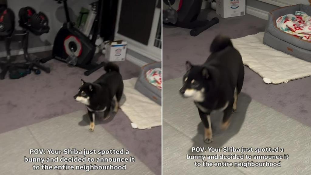 Video: Shiba Inu Gets Overly Excited After Spotting a Bunny