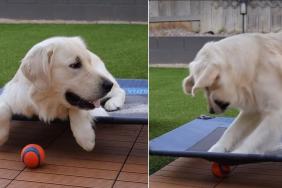 Distracted Golden Retriever Loses Ball & Then Does This in Viral Video