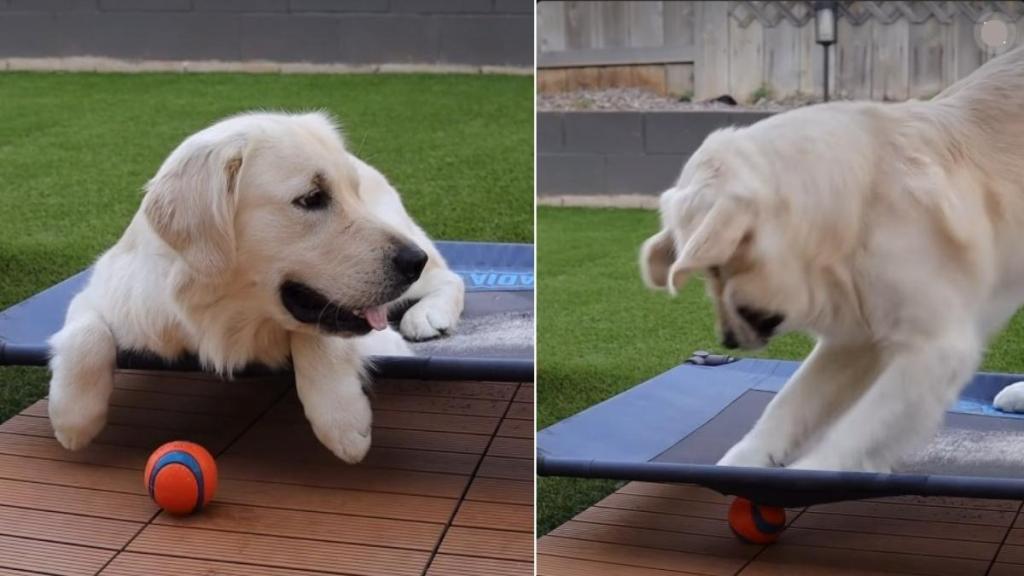 Distracted Golden Retriever Loses Ball & Then Does This in Viral Video