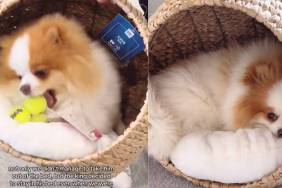 Video: Pomeranian Gets New Dog Bed After He's 'Obsessed' With It