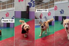 Video: Daycare Dogs Win Halloween With Hilarious Costumes