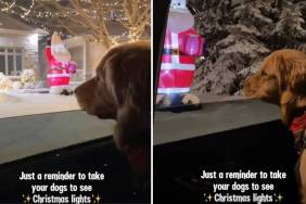 Golden Retriever's Christmas Video Acts as a Heartwarming Reminder