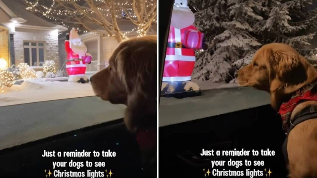 Golden Retriever's Christmas Video Acts as a Heartwarming Reminder