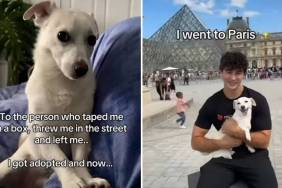 Dog ‘Taped & Thrown’ on Street Now Travels the World