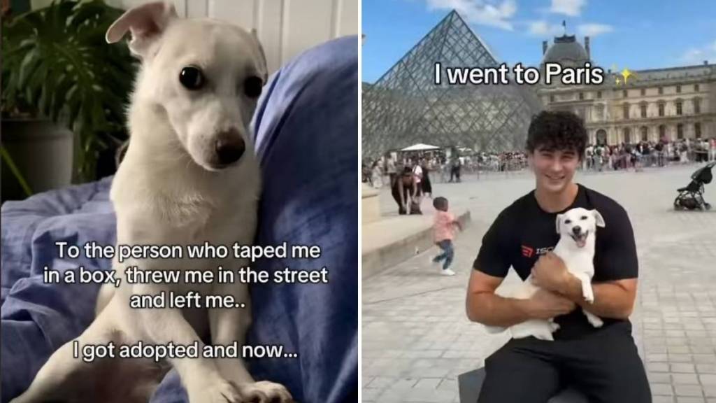 Dog ‘Taped & Thrown’ on Street Now Travels the World