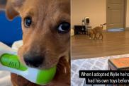 Video Explains Why Rescue Puppy Protects His Toys