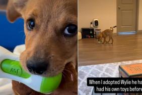 Video Explains Why Rescue Puppy Protects His Toys