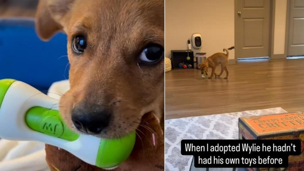Video Explains Why Rescue Puppy Protects His Toys