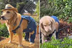 Video: Owner Makes Dog Work on a Farm To 'Humble Him'