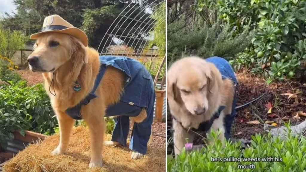 Video: Owner Makes Dog Work on a Farm To 'Humble Him'