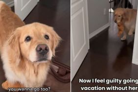 Golden Retriever's Heartwarming Gesture When Mom Packs Holiday Bag