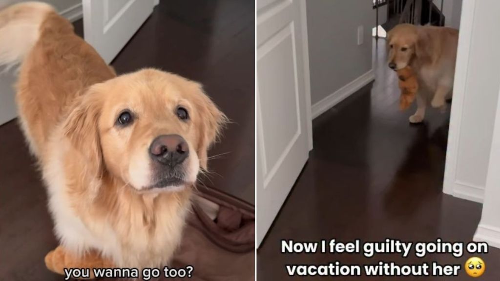 Golden Retriever's Heartwarming Gesture When Mom Packs Holiday Bag