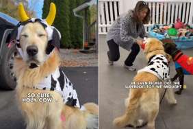 Golden Retriever 'Obsessed' With Shelter Dog in Adorable Video