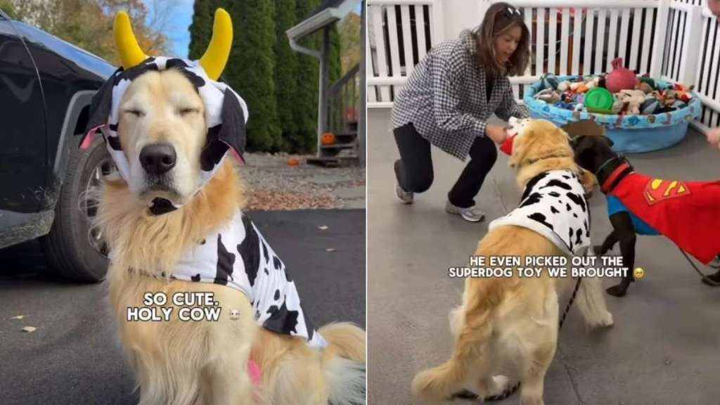 Golden Retriever 'Obsessed' With Shelter Dog in Adorable Video