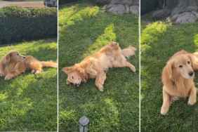 Video: Golden Retriever Attempts to 'Fool' Owner When Asked to Go Inside
