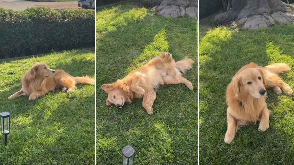 Video: Golden Retriever Attempts to 'Fool' Owner When Asked to Go Inside