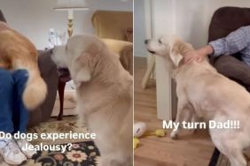 Video Shows If Dogs Ever Get Jealous
