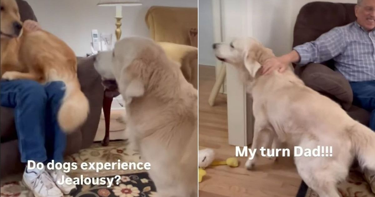 Video Shows If Dogs Ever Get Jealous - DogTime