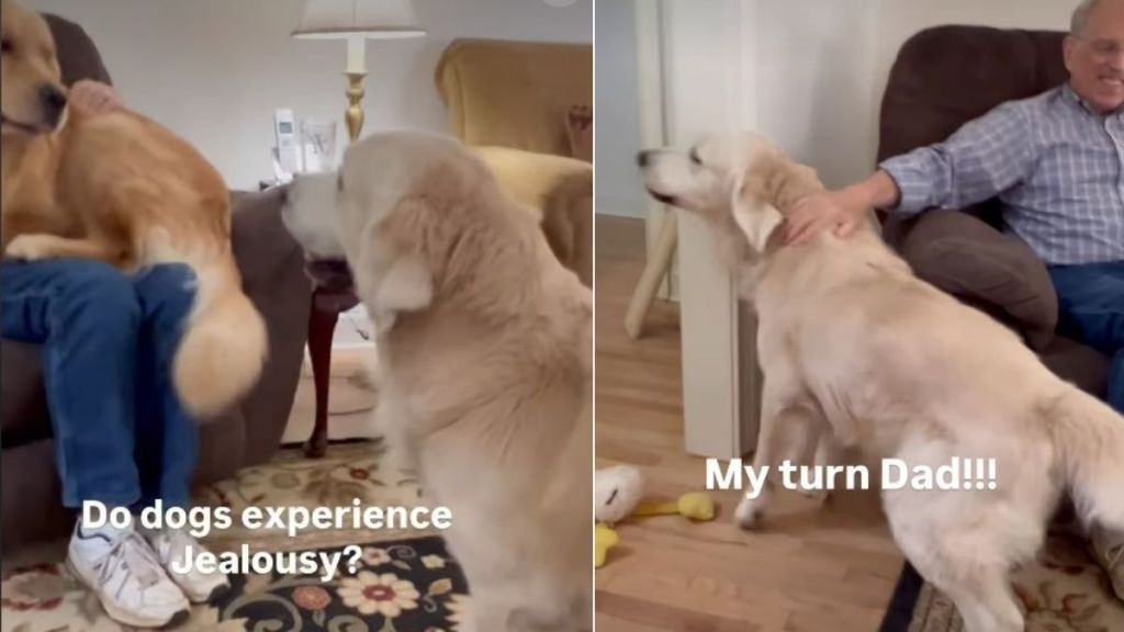 Video Shows If Dogs Ever Get Jealous