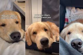 Video Shows Signs Golden Retriever Is 'Obsessed' With Owner