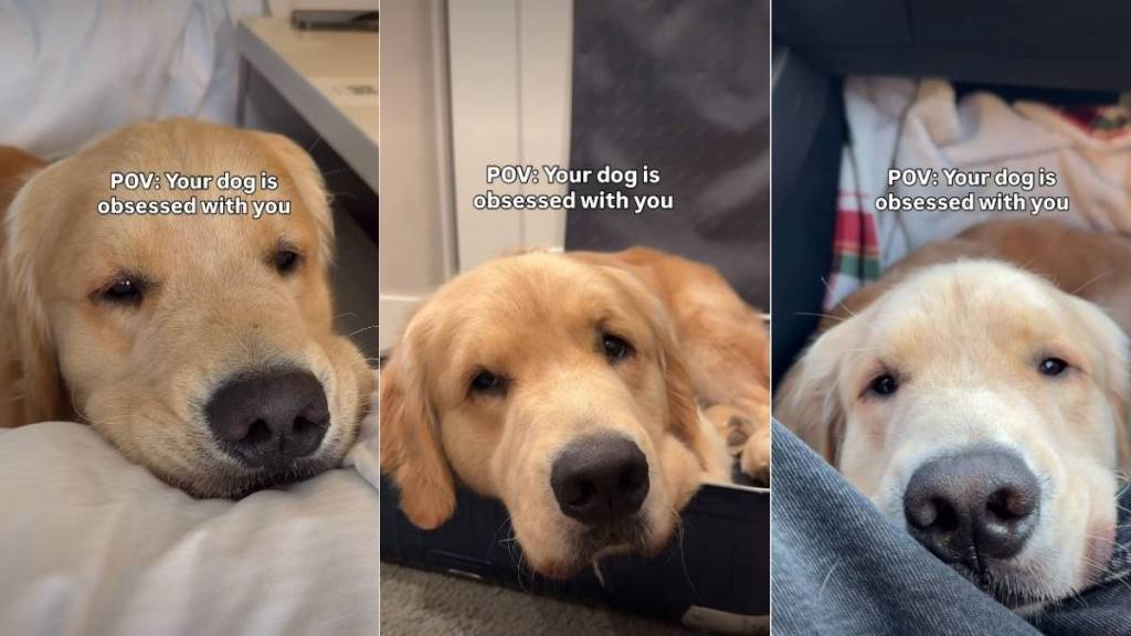 Video Shows Signs Golden Retriever Is 'Obsessed' With Owner