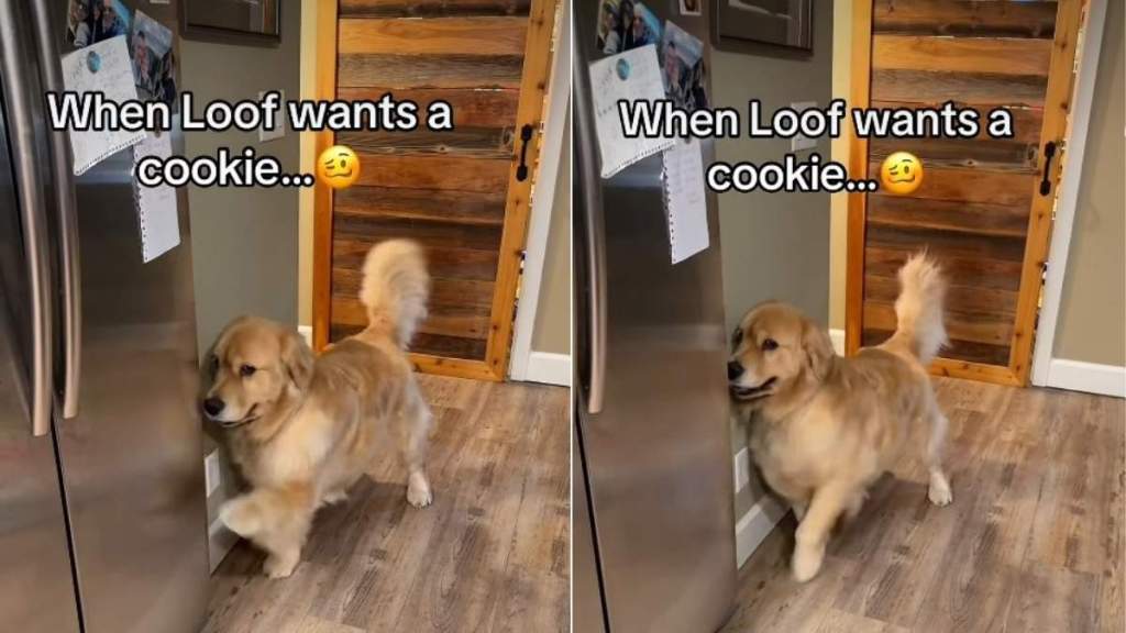 Video: Golden Retriever Uses His Paw Uniquely to Demand Cookies