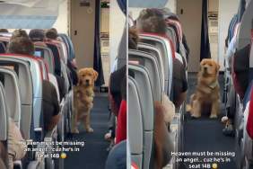 This Golden Retriever Is the 'In-Flight Entertainment' You Need