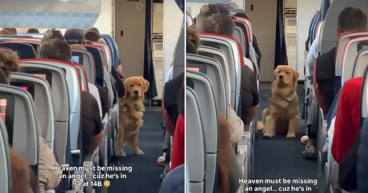 This Golden Retriever Is the 'In-Flight Entertainment' You Need