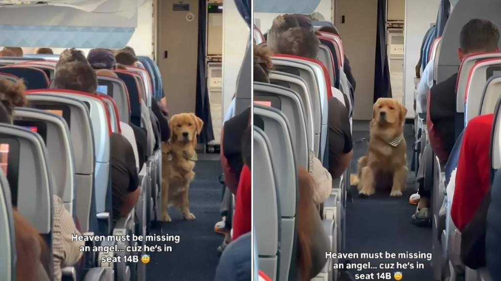 This Golden Retriever Is the 'In-Flight Entertainment' You Need