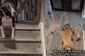 Video: Pit Bull’s Reaction To Meeting Foster Puppies Is Too Cute