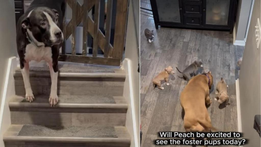 Video: Pit Bull’s Reaction To Meeting Foster Puppies Is Too Cute