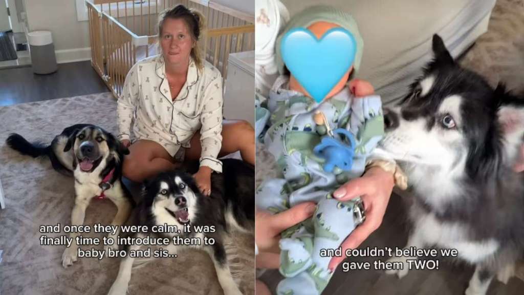 Video: Huskies Meet Newborn Babies & Go Into Protection Mode