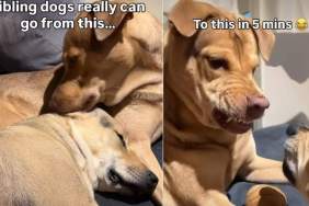 Dog Siblings' Love-Hate Relationship Showcased in Cute Video