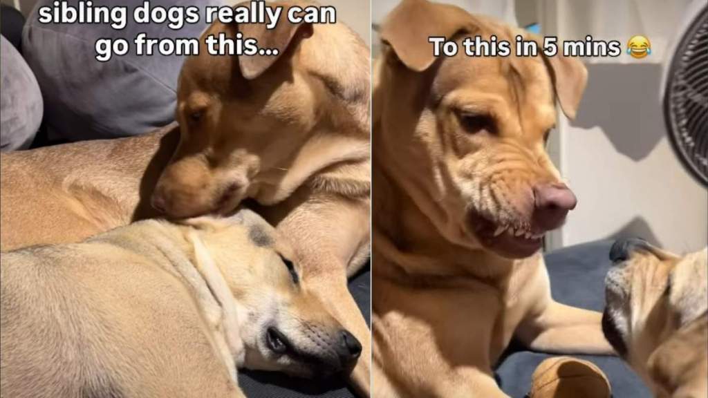 Dog Siblings' Love-Hate Relationship Showcased in Cute Video