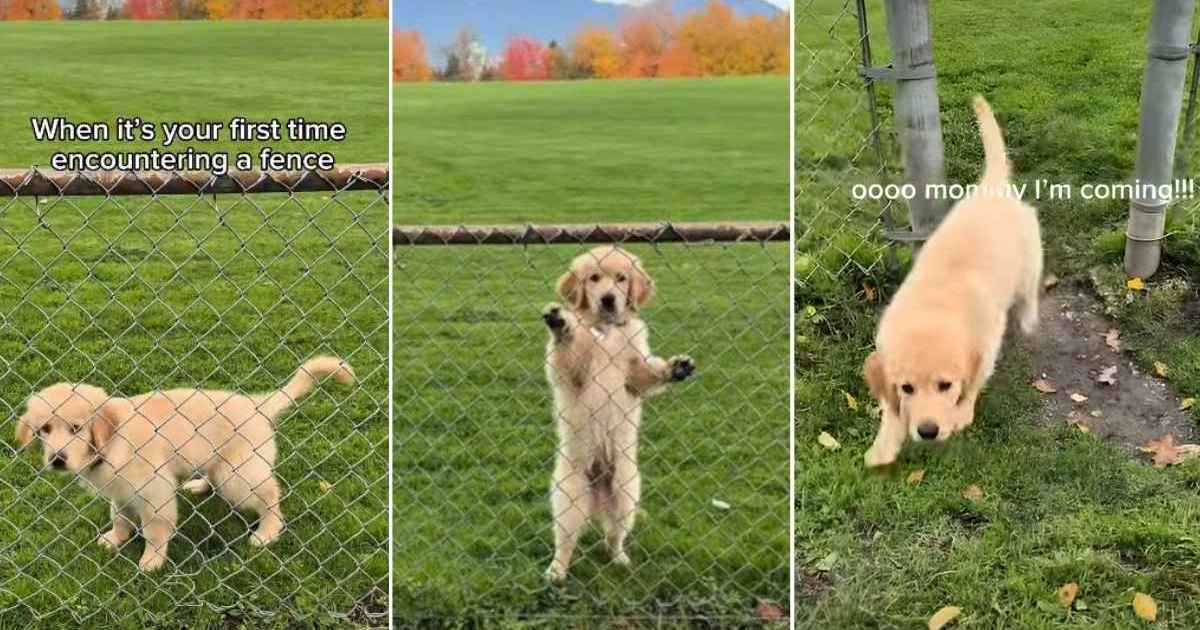 Video: Golden Retriever Puppy Figuring Out How a Fence Works Is Cute - DogTime