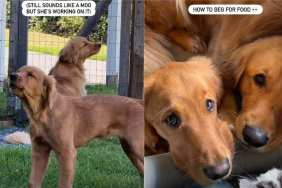 Video: Golden Retriever Teaches Furry Sister All Things Chaotic