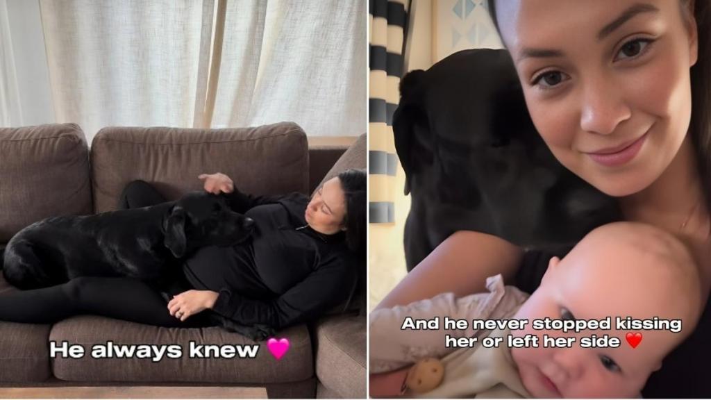 Labrador Refuses to Leave Newborn Sister's Side in Adorable Video
