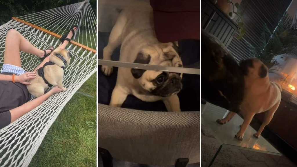 Pug 'Lets Intrusive Thoughts Win' in Fun Compilation Video