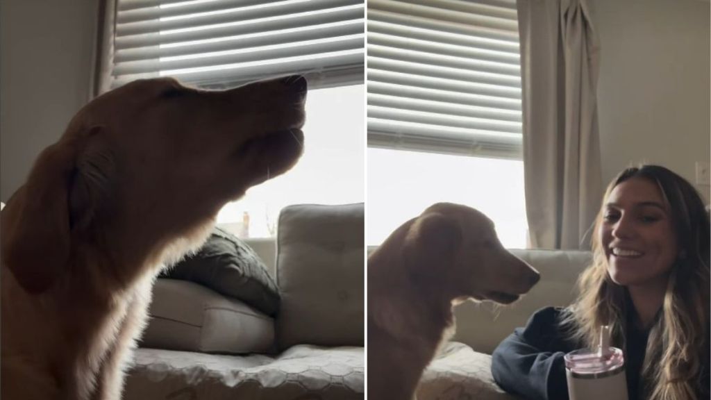 Video Shows Why Some Might Mistake This Golden Retriever for a Wolf