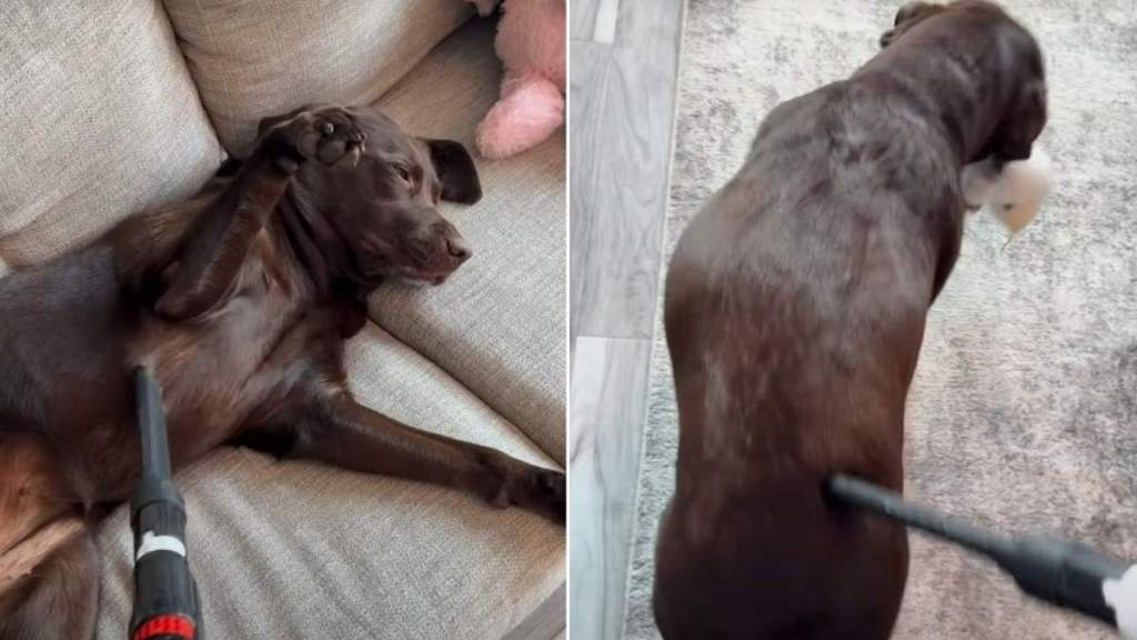 Video: Labrador 'Demands a Massage' Using Vacuum Cleaner