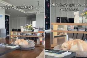 Video: Labrador Melts Hearts as She Wags Her Tail While Sleeping