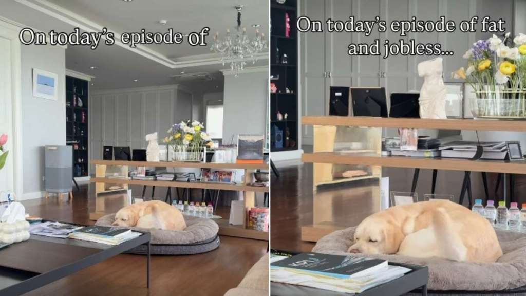 Video: Labrador Melts Hearts as She Wags Her Tail While Sleeping