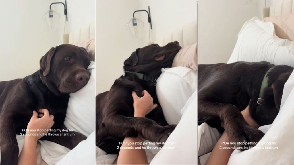 Video: Dog Throws Tantrum if Owner Stops Petting for ‘2 Seconds'