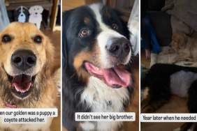 Video: Dog Watches Over Big Brother After He Saved Her Life