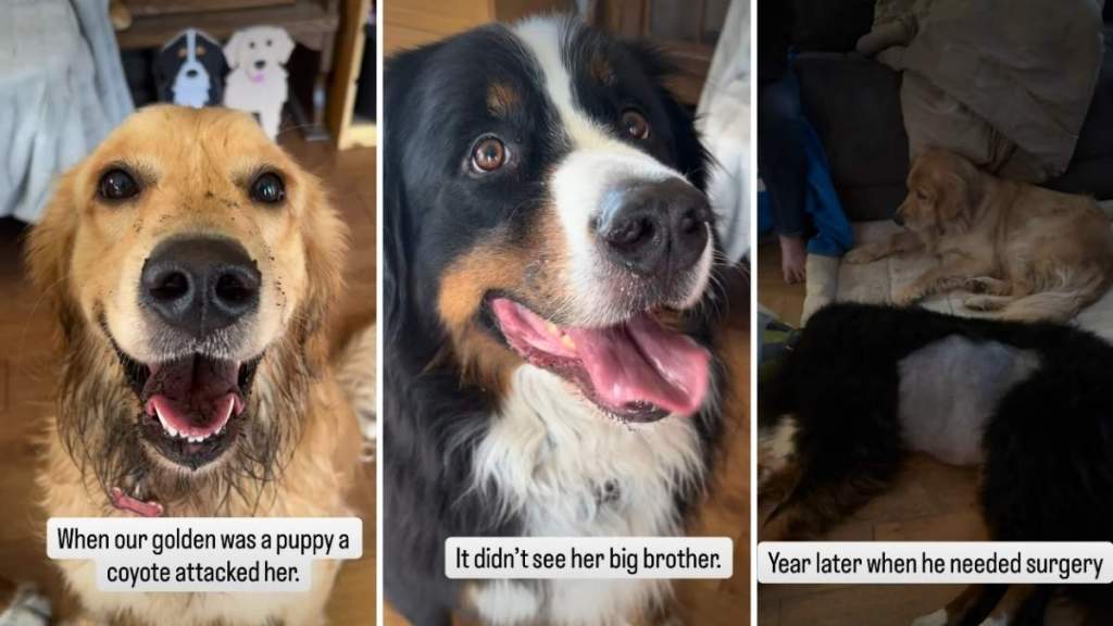 Video: Dog Watches Over Big Brother After He Saved Her Life