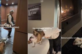 Video: Bulldog Has High Standards During First Hotel Experience