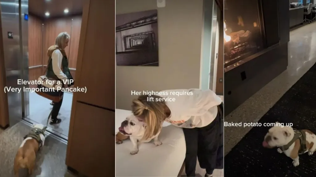 Video: Bulldog Has High Standards During First Hotel Experience
