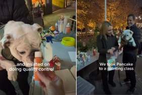 Video: Bulldog Uses Peanut Butter To Paint a Masterpiece