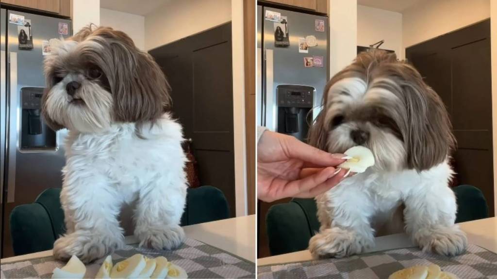 Video: Shih Tzu Won’t Eat Until ‘Hand-Fed’ by Owner