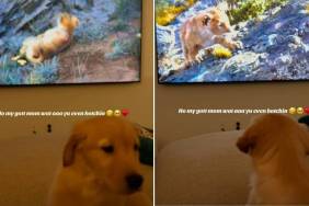 Golden Retriever Puppy Reacts as He's Not Sure What's Playing on TV